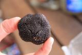 The Revival of Truffle Hunting