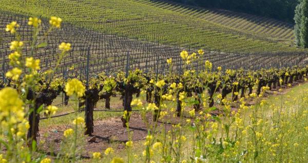 Travel California Wine Country's Back Roads This Summer: Sierra Foothills Spotlight - Cover Image