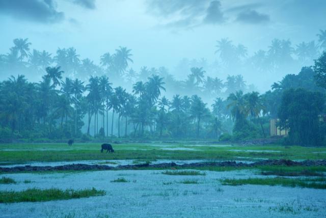 Monsoon Travel: 4 Resorts to Visit During the Rainy Season
