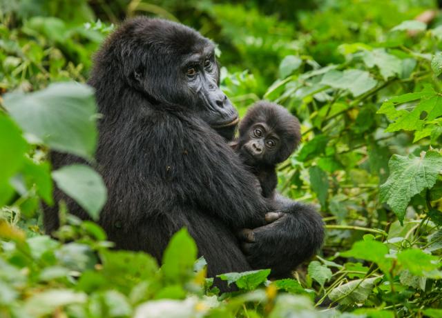Top things to do in Bwindi Impenetrable National Park
