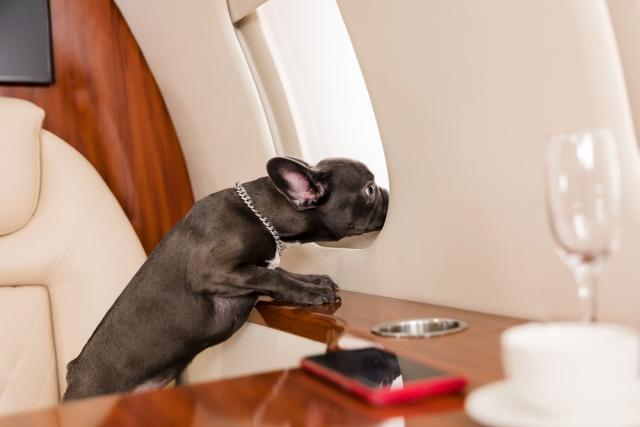 Pet Travel: Everything You Need to Know