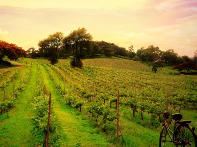 Thailand's Best Vineyards