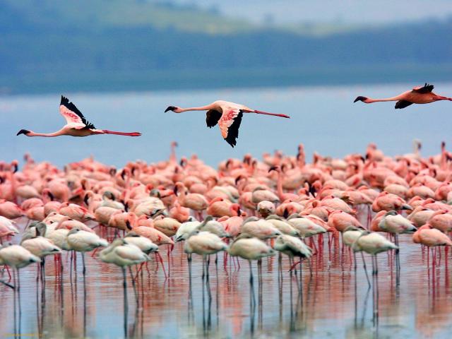 The Wondrous Wildlife of Kenya
