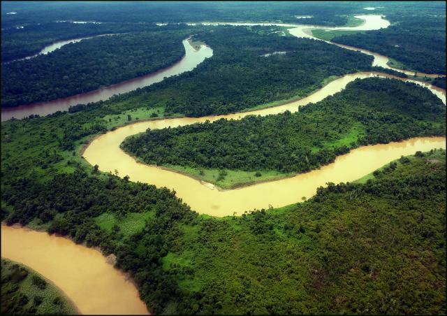 Jungles Of Sarawak