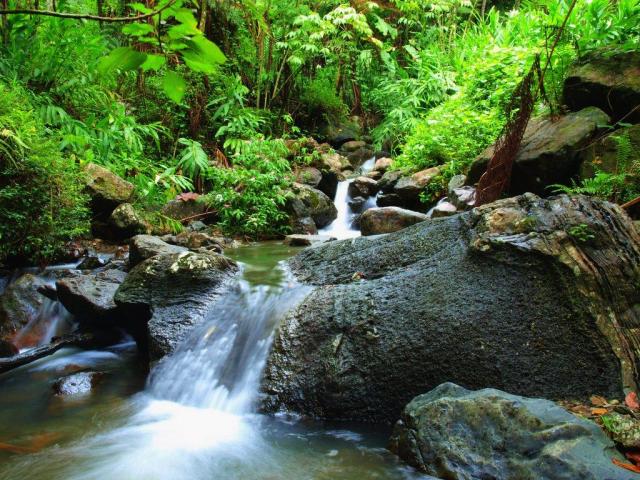 The El Yunque Rainforest