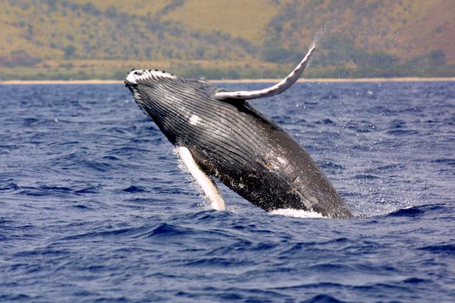 Whale Watching in the Dominican Republic