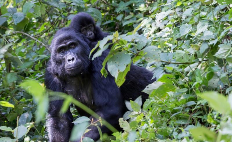 Responsible Gorilla Trekking in Uganda