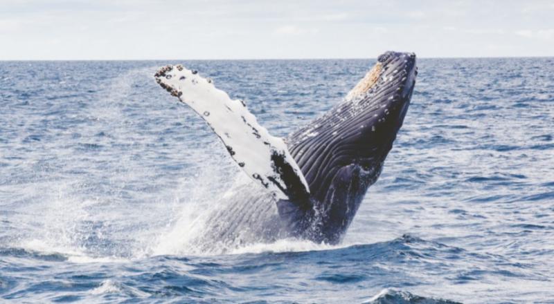 Whales – The Undisputed Royalty of Sea