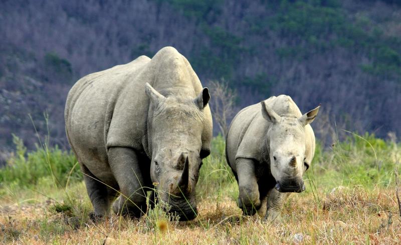 Rhino Farming – is this a solution to curb poaching?