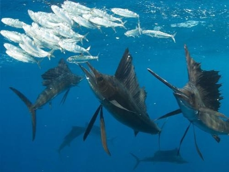 Snorkeling With Sailfish: Cancun Sailfish Tours Announces Thrilling New Opportunity to Get up Close and Personal With Ocean's Fastest Fish