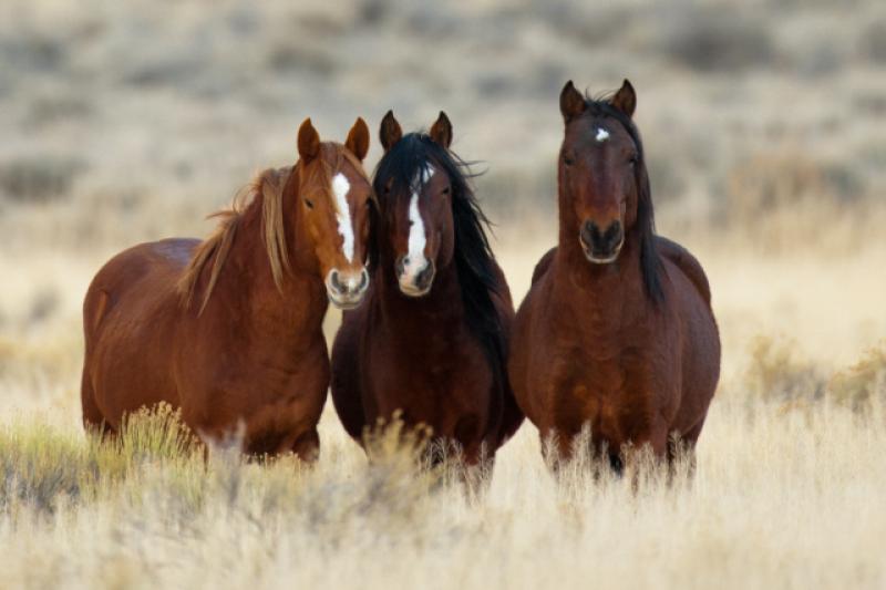 State Of Nevada Signs Agreement to Protect Historic Horses Of The Virginia Range