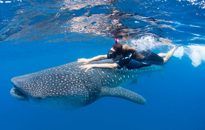 Whale Sharks Return To Cancun, Underwater Adventures Begin May 15