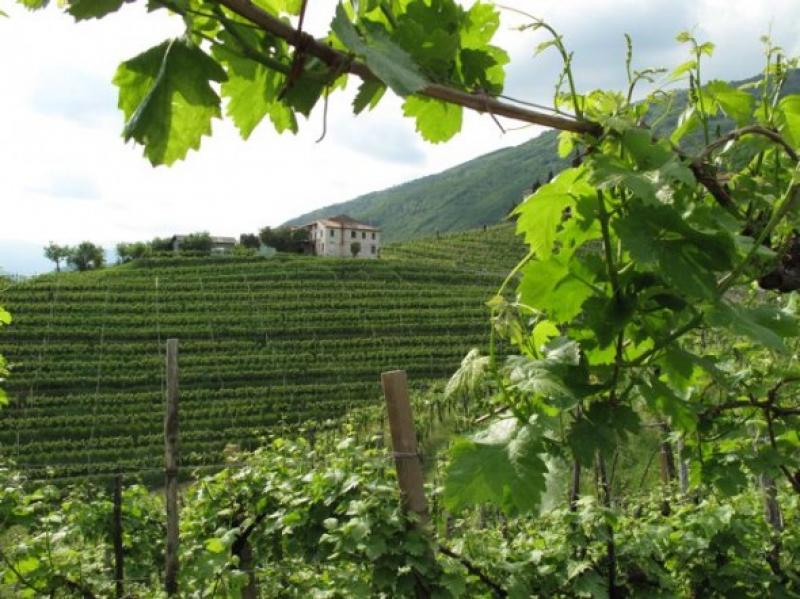 Kathy Bechtel Column; The Prosecco Zone - Exploring the Home of Italy’s Favourite Sparkling Wine