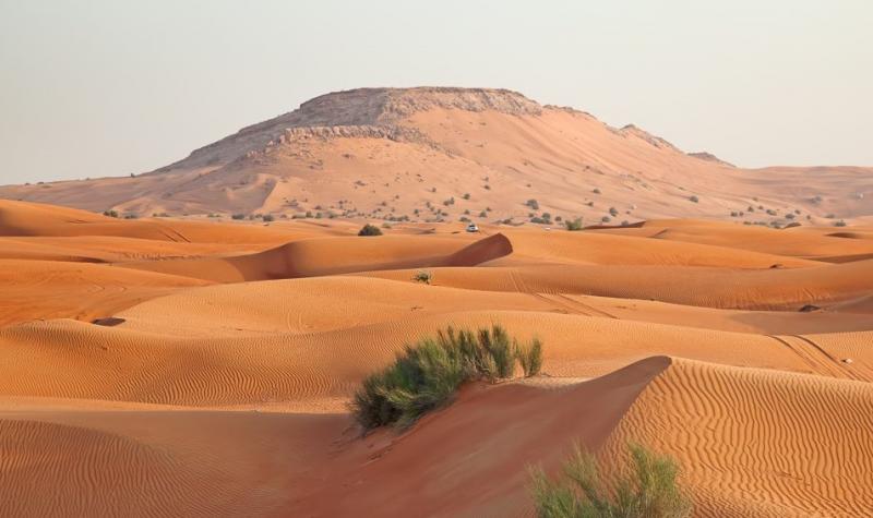 Wildlife in the Arabian Desert