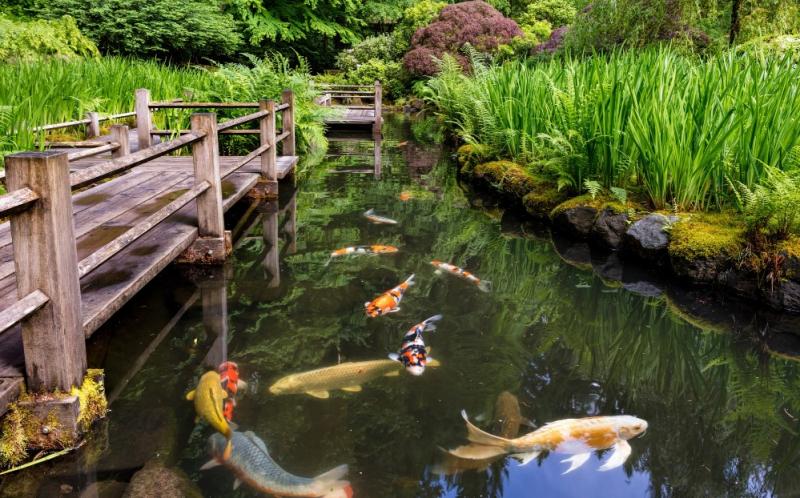 Reasons Why a Japanese Garden Might be the Escape you Need During COVID-19