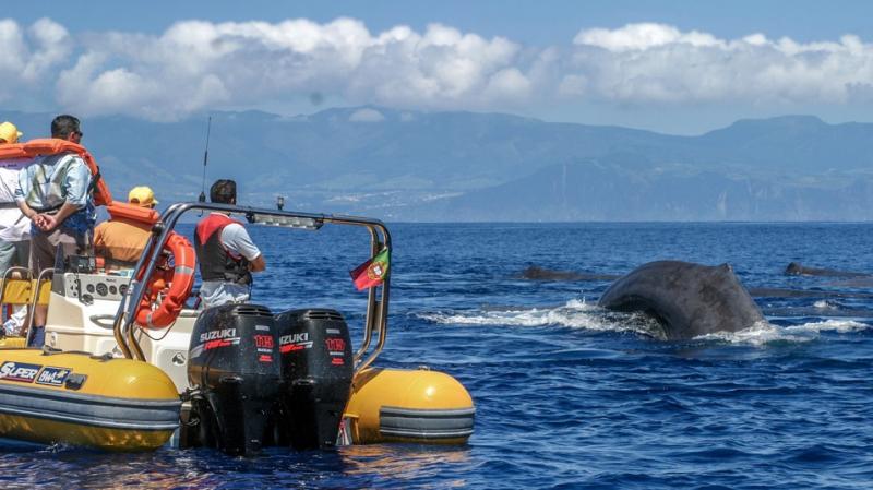 Azores Whale Watching TERRA AZUL Wins Sustainable Tour Operator of the Year 