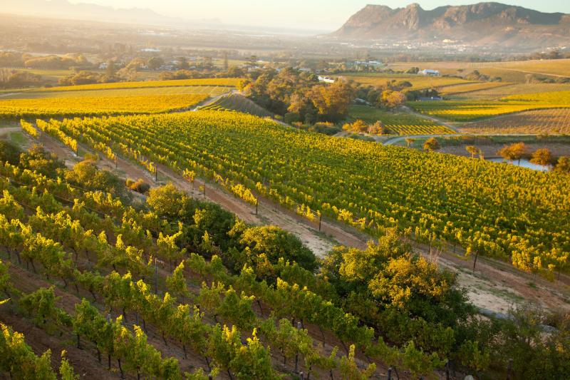 The Wine Regions of South Africa  