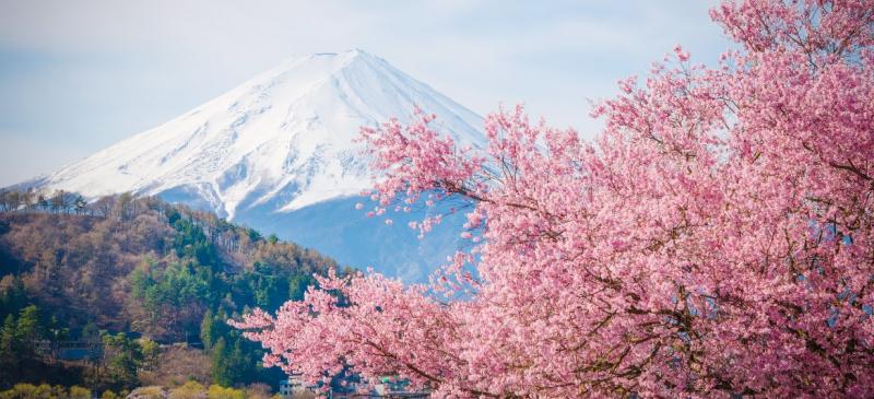When and Where to See Japanese Cherry Blossom