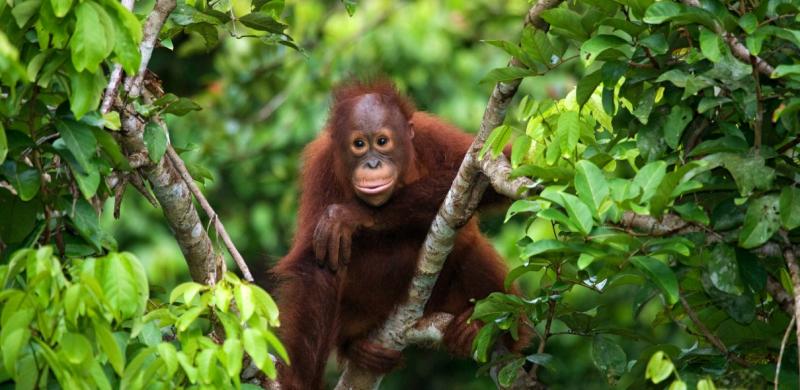 Interact with baby orangutans in Borneo, Malaysia